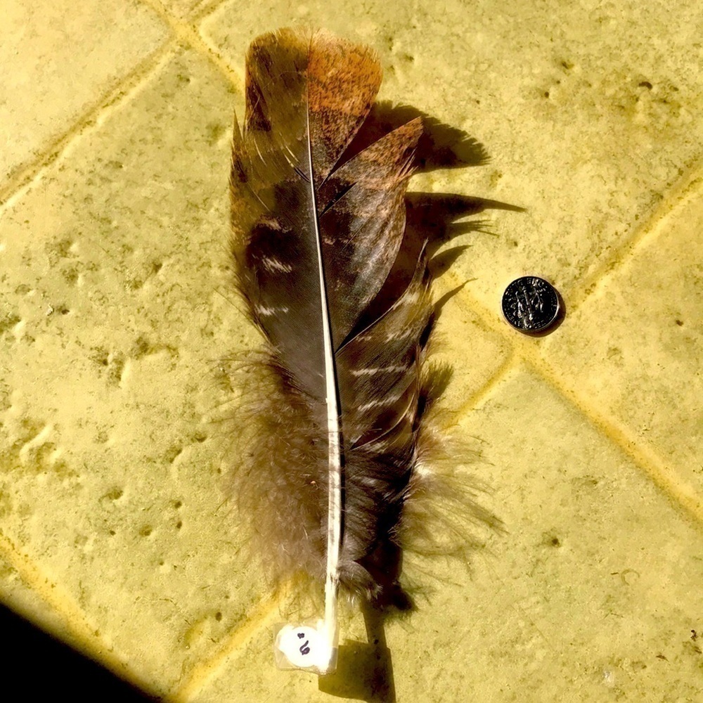 Turkey Smudging feather